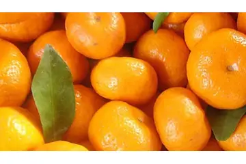 Satsuma Mandalina Türleri ve Özellikleri